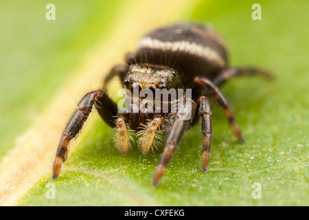Jumping Spider (Phidippus clarus) - hembra inmadura Foto de stock
