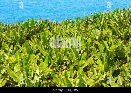 Plantación de Plátanos canarios cerca del mar en La Palma Islas Canarias Foto de stock
