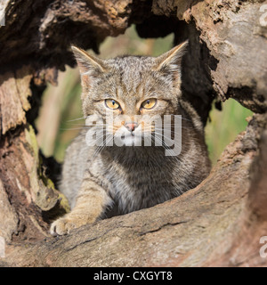Cerca de Scottish wildcat (Felis silvestris ) gatito sentado en un agujero en el tronco de un árbol