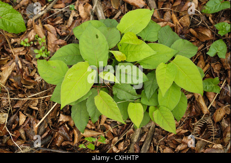 Knotweed japonés (Reynoutria japonica) el rebrote de las plantas después de la aplicación de herbicidas Foto de stock