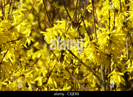 El amarillo dorado de las flores de un arbusto Forsythia x intermedia en flor Foto de stock