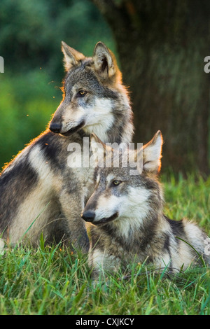 Lobo gris en el medio silvestre (Canis lupus), Indiana, EE.UU.