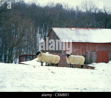 Suffolk ovejas en invierno corral / Condado de Lancaster, Pennsylvania Foto de stock