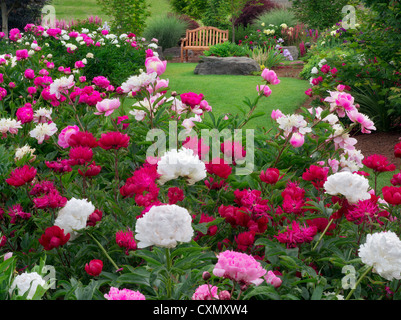 Peony garden y banco. Adleman Peony Garden, Salem, Oregon