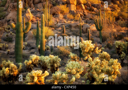 Y Cholla cactus saguaro. Desierto de Sonora, Arizona Foto de stock