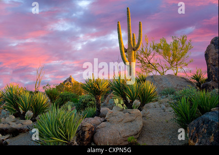 Jardín de Cactus con cacto saguaro al amanecer. Desierto de Sonora, Arizona Foto de stock
