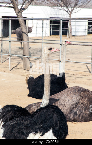 República Popular Democrática de Corea (RPDC), Corea del Norte, cerca de la granja de avestruces Pyongyang que suministra carne de avestruz Foto de stock