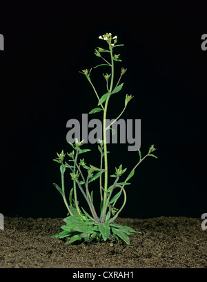 Thale berro (Arabidopsis thaliana) floración planta utilizada en experimentos genéticos Foto de stock