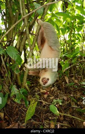 Dos de Hoffmann, pereza (Choloepus hoffmanni vetado), colgado boca abajo de un árbol, La Fortuna, Costa Rica, Centroamérica Foto de stock