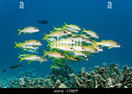 Cardumen de rabil salmonete (Mulloidichthys vanicolensis) nadando a través de los corales duros, la Gran Barrera de Coral Foto de stock