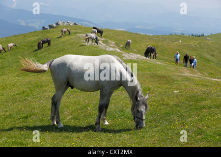 Caballos Lipizzaner en el pastoreo de verano, o Stubalm Stubalpe, Estiria, Austria, Europa Foto de stock