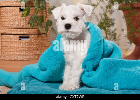 Schnauzer miniatura blanco cachorro con una manta Foto de stock