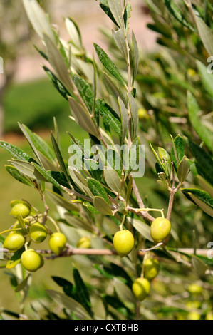 Aceitunas verdes crecen en árboles, Grecia Foto de stock