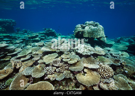 Tabla de coral creciendo en Arrecife, Acropora sp., Thaa ATOLL, Maldivas Foto de stock