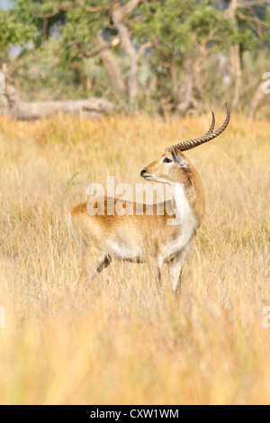 Macho lechwe rojos (Kobus leche) con cuernos bien desarrollados de pie en el césped largo, delta del Okavango Foto de stock