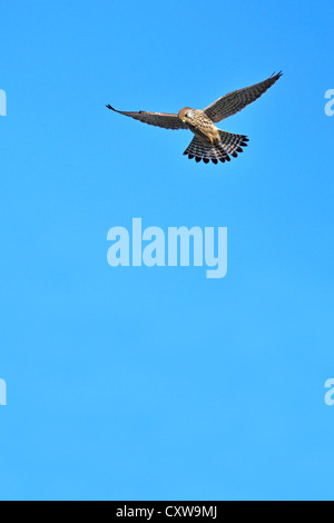 Cernícalo común (Falco tinnunculus) Foto de stock
