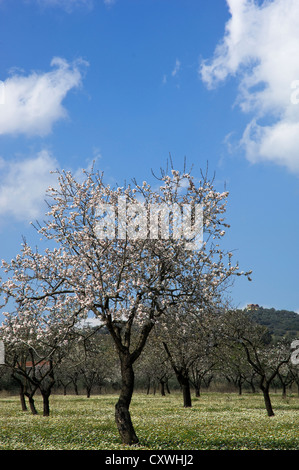 Huerto de almendros en flor (Península de Pelión, Tesalia, Grecia) Foto de stock