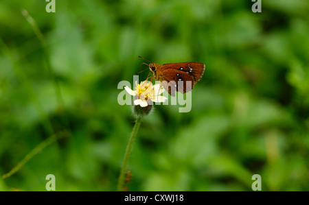Bob castaño Butterfly chupando miel de Shaggy soldado Galinsoga quadriradiata flor ( ) en Ghats Occidental , en el sur de la India