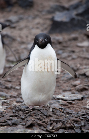 Pingüinos Adelia (Pygoscelis adeliae) en su colonia de cría en la Isla Paulet, en la Antártida. Foto de stock