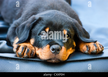 Rottweiler cachorro de perro acostado en una cama, al norte del Tirol, Austria, Europa Foto de stock