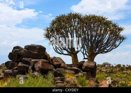 El carcaj árbol o Kocurboom (Aloe dichotoma), carcaj Tree Forest, Namibia, África Foto de stock