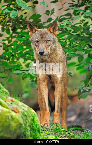 Lobo ibérico (Canis lupus signatus), cautivo, los Países Bajos, Europa Foto de stock