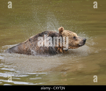 Unión oso pardo (Ursus arctos), agitando a sí mismo en el agua, en una zona cerrada del Parque Nacional del Bosque Bávaro Foto de stock