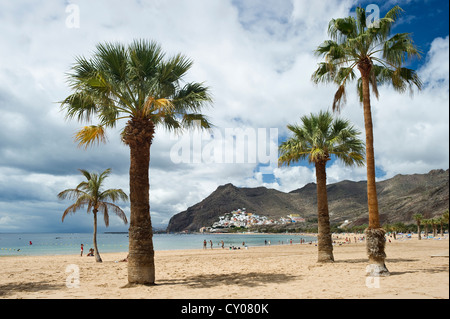 Las palmeras y la Playa de las Teresitas, San Andrés, Santa Cruz de Tenerife, Islas Canarias, España, Europa