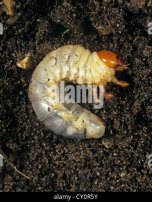 Cockchafer, Melolontha melolontha europeo, larva, grub en el suelo Foto de stock