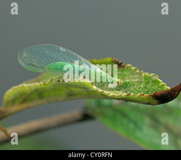 Common Green crisopa (Chrysoperla carnea) adulto en un Apple leaf Foto de stock