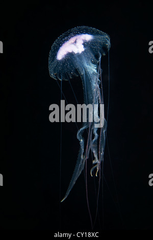 Las medusas luminiscentes, Pelagia noctiluca, Misool, Papua Occidental, Indonesia