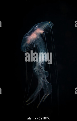 Las medusas luminiscentes, Pelagia noctiluca, Misool, Papua Occidental, Indonesia