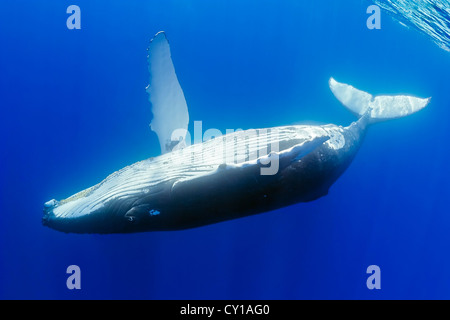 La ballena jorobada, Megaptera novaeangliae, Hawaii, EE.UU.