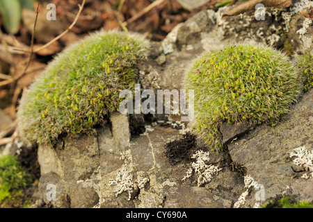 Acolchado gris Grimmia moss, Grimmia pulvinata Foto de stock