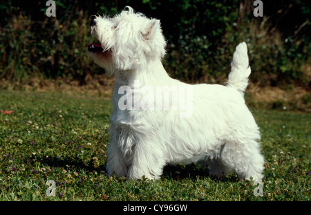 Vista lateral del West Highland White Terrier jugando en el patio / Irlanda Foto de stock