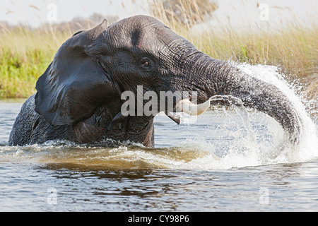 Close-up de un elefante africano (Loxodonta africana) jugando en los canales de agua del delta del Okavango