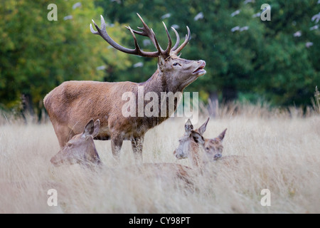 Ciervo el ciervo colorado (Cervus elaphus) berrea en la lluvia durante la temporada de celo, Richmond, Inglaterra