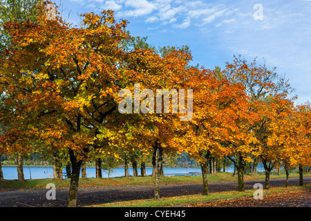 Colores de otoño en Rooster Rock State Park, Columbia River Gorge, Troutdale, cerca del Condado de Multnomah, Oregón, EE.UU. Foto de stock