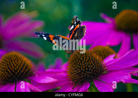 Almirante rojo mariposa sobre flor violeta