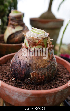 - Amaryllis hippeastrum bulbos en macetas de terracota