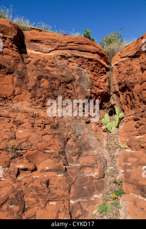 Cactus en la ladera de roca roja en la Capilla de la Santa Cruz en Sedona, Arizona. Foto de stock