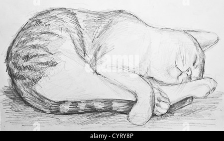 dibujo realista de lápiz de cara de gato Fotografía de stock - Alamy