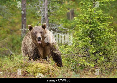 Euroasiática de oso pardo (Ursus Arctus Arctus) en el centro este de Finlandia.