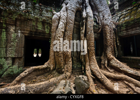 Las raíces de un árbol de higuera crecen en exceso las paredes de Ta Prohm templo de Angkor Wat, Siem Reap, Camboya:la UNESCO patrimonio de la humanidad Foto de stock