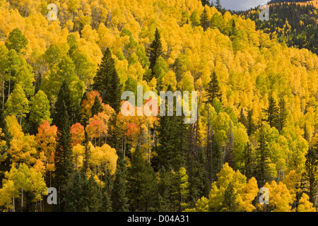 Colores de otoño en las Montañas San Juan, sobre el valle de Dolores, con álamos (Populus tremuloides) y Douglas Fir, Colorado