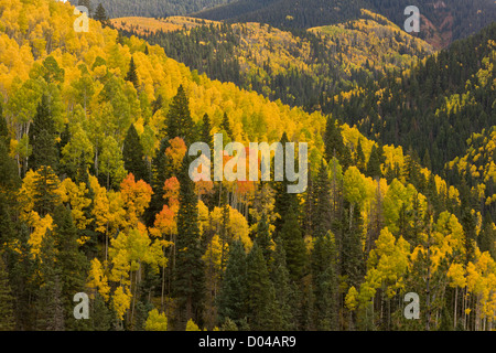 Colores de otoño en las Montañas San Juan, sobre el valle de Dolores, con álamos (Populus tremuloides) y Douglas Fir, Colorado