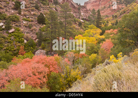 Árboles y matorrales mixtos, incluyendo Canyon Arce, en colores de otoño; lado valle, Kolob Canyon, Parque Nacional Zion