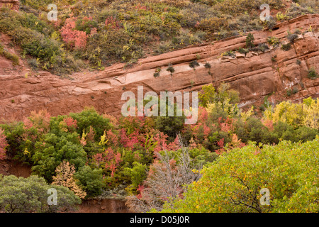 Árboles y matorrales mixtos, incluyendo Canyon Arce, en colores de otoño; Cañón Kolob, parte norte del Parque Nacional de Zion, Utah, EE.UU.
