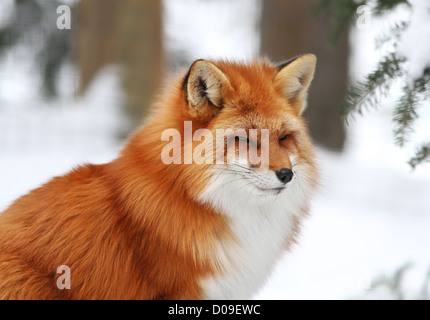 Magnífico macho zorro rojo en invierno canadiense