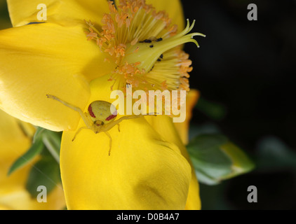 Araña cangrejo (Thomisus) escondidos en esperar a que un incauto abeja. Flor es rosa de Sarón (Hypericum Hidcote) Foto de stock